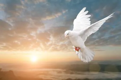 dove flying in sunset