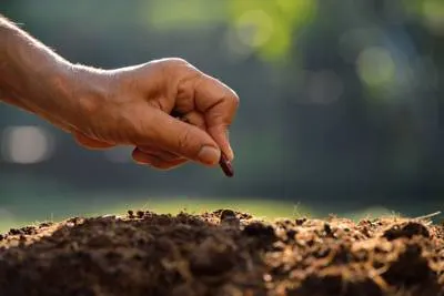 man's hand sowing a seed in soil.