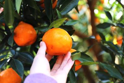person picking an orange off a tree, symbolizing receiving the fruit of the Spirit